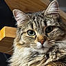 cat, tabby_cat, fluffy, pet, animal, green_eyes, whiskers, fur, closeup, indoor, wooden_stairs, stairs, portrait, cute, feline, resting, looking, domestic_animal, mammal, face