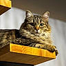 Zoe participe au concours pour gagner de l'argent avec cette photo : cat, tabby_cat, feline, pet, animal, wooden_shelf, indoor, fur, whiskers, ears, green_eyes, portrait, relaxed, resting, cute, mammal, domestic_animal, closeup, sitting, natural_light