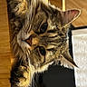 cat, tabby, feline, pet, whiskers, paw, fur, closeup, indoor, wood, curious, animal, cute, domestic, mammal, resting, portrait, face, eye, ears