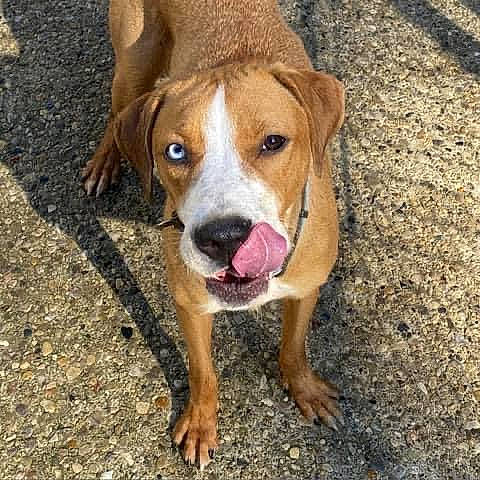 Phoebe is registered to the contest to win money with this photo: canidae, carnivore, companion_dog, dog, dog_breed, fawn, hunting_dog, paw, road_surface, scent_hound, snout, soil, sporting_group, terrestrial_animal, whiskers, working_animal, working_dog