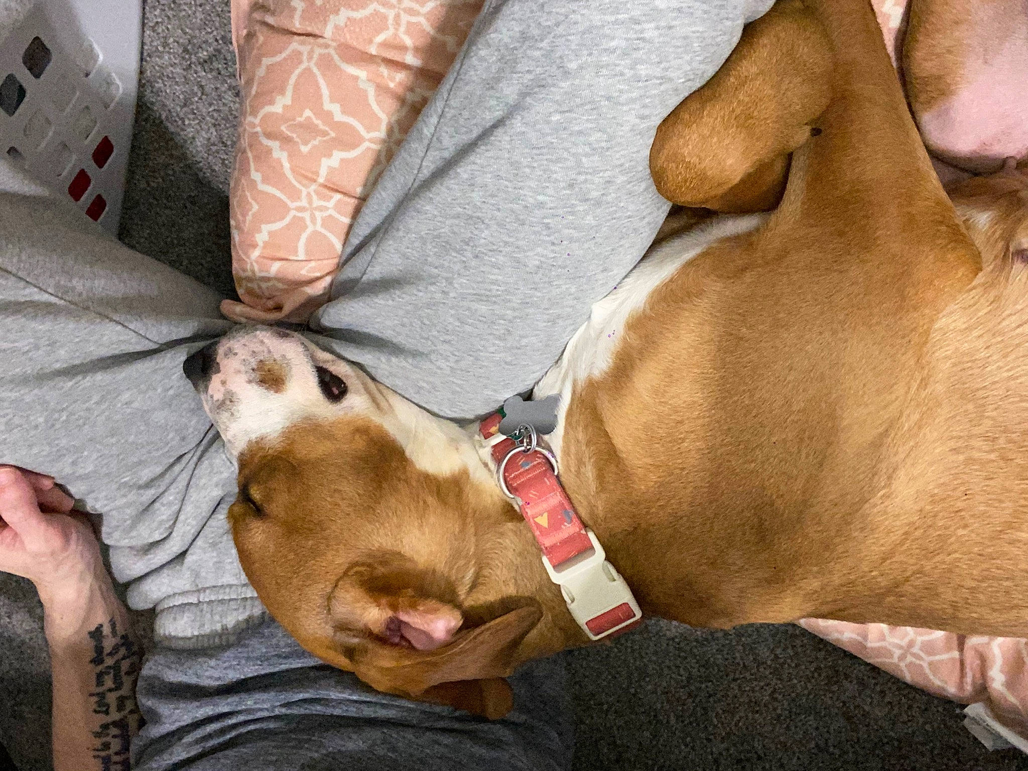 Phoebe joined the competition — help win amazing prizes! canidae, carnivore, comfort, companion_dog, couch, dog, dog_breed, ear, fawn, foot, fur, human_leg, lap, linens, liver, paw, sporting_group, thigh, whiskers, working_animal