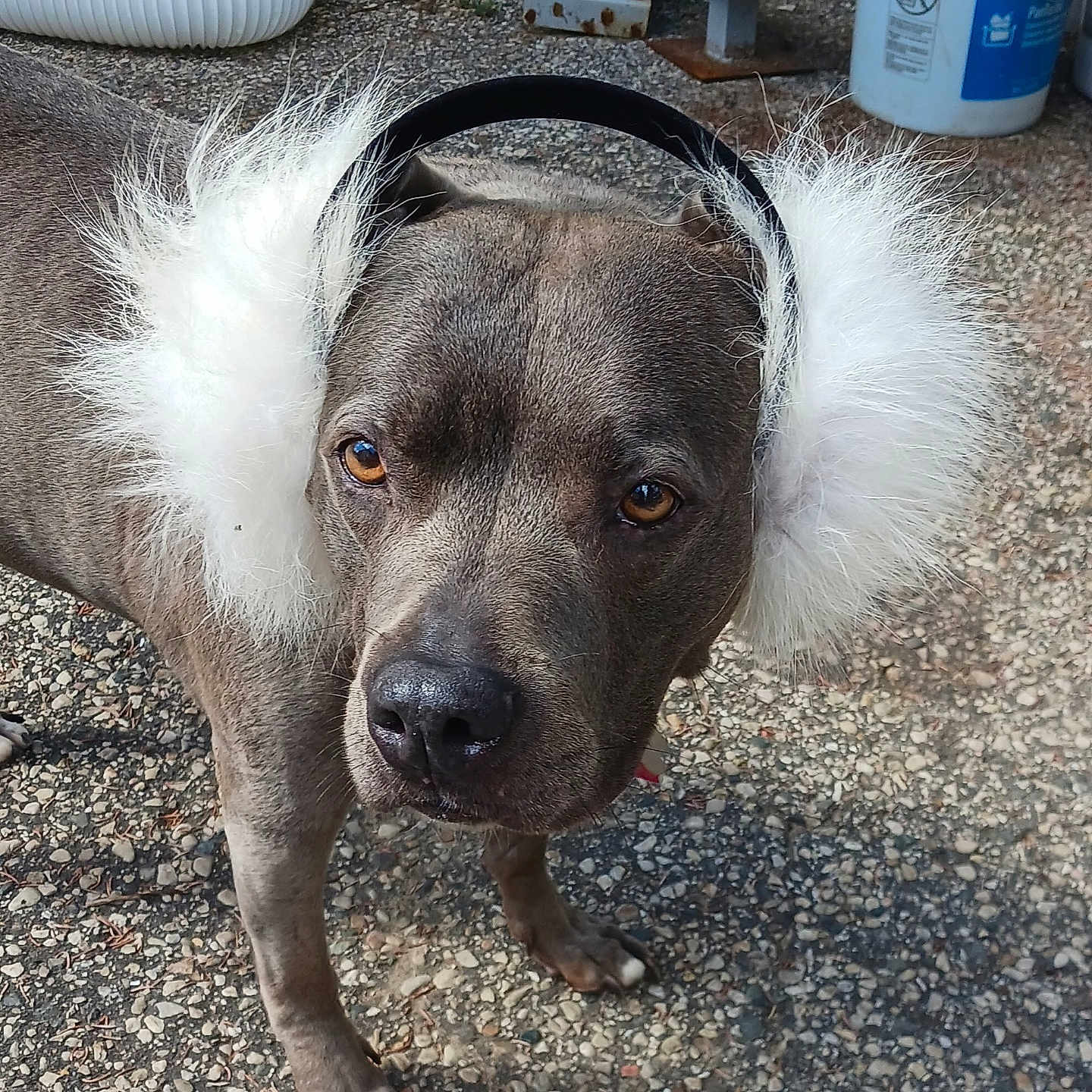 Zoey joined the competition — help win amazing prizes! animal, background_objects, brown_eyes, canine, closeup, curious, daylight, dog, earmuffs, fluffy, fur, gravel, gray_dog, outdoor, paws, pet, portrait, snout, standing, winter_accessory