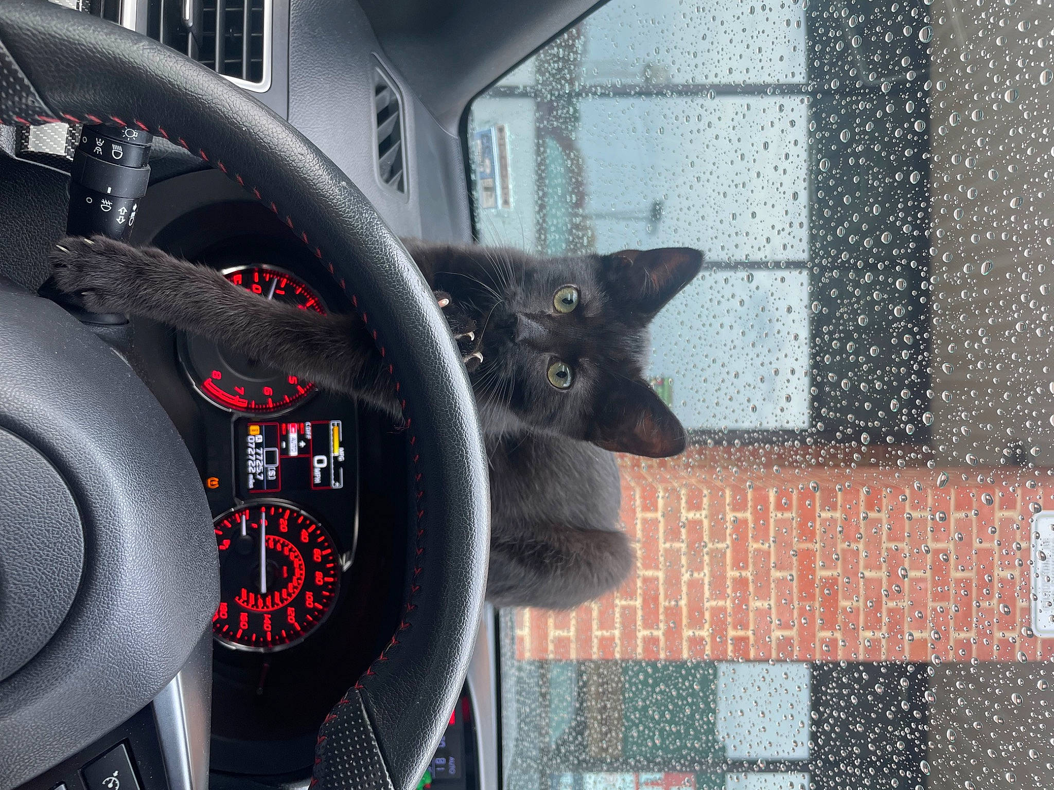 Kitten is registered to the contest to win money with this photo: alloy_wheel, automotive_design, automotive_exterior, automotive_lighting, automotive_mirror, automotive_tire, car, carnivore, cat, felidae, gauge, grey, motor_vehicle, rim, speedometer, steering_wheel, tire, vehicle, vehicle_door, wheel