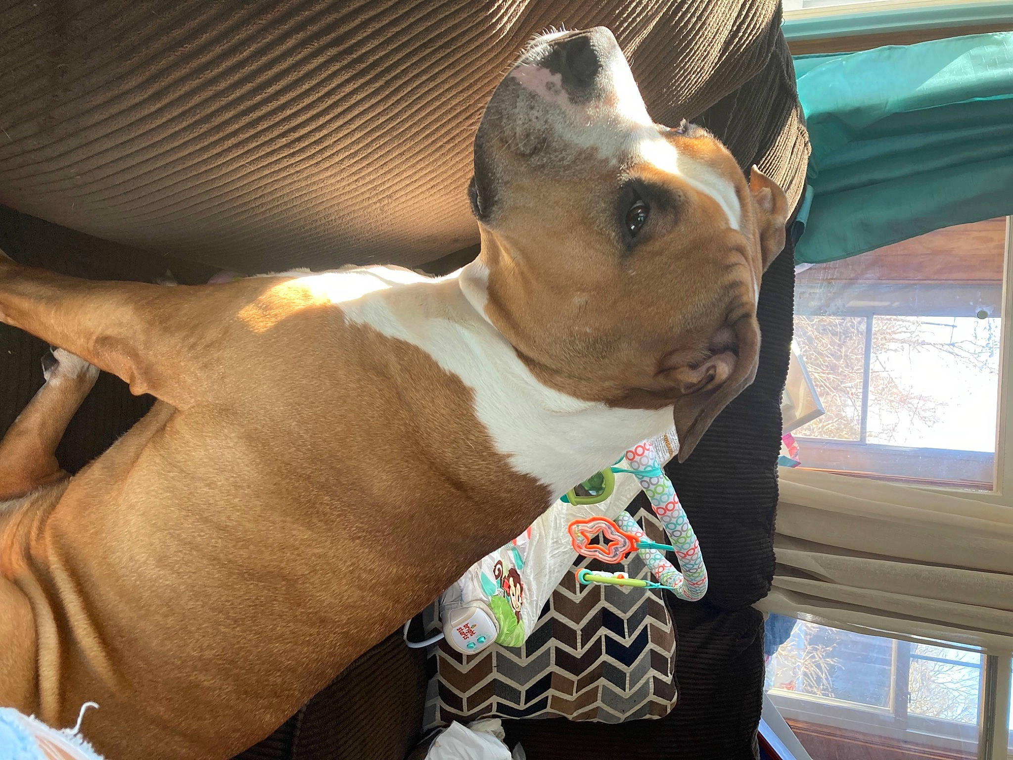 Sadie is registered to the contest to win money with this photo: canidae, carnivore, collar, comfort, companion_dog, dog, dog_breed, dog_clothes, dog_collar, dog_supply, ear, fawn, fur, pet_supply, snout, sporting_group, whiskers, window, working_animal, wrist