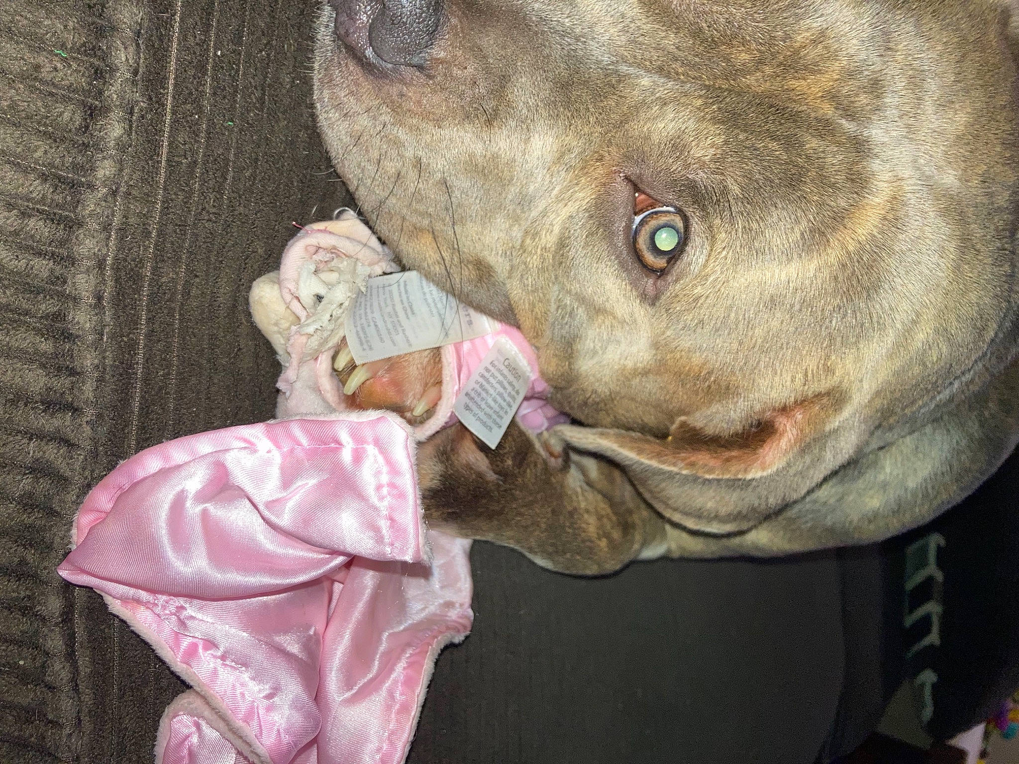 Reign joined the competition — help win amazing prizes! baby, canidae, carnivore, dog_breed, ear, fawn, fish, fur, head, jaw, liver, mouth, snout, sporting_group, terrestrial_animal, whiskers, wildlife, working_animal, woven_fabric, wrinkle