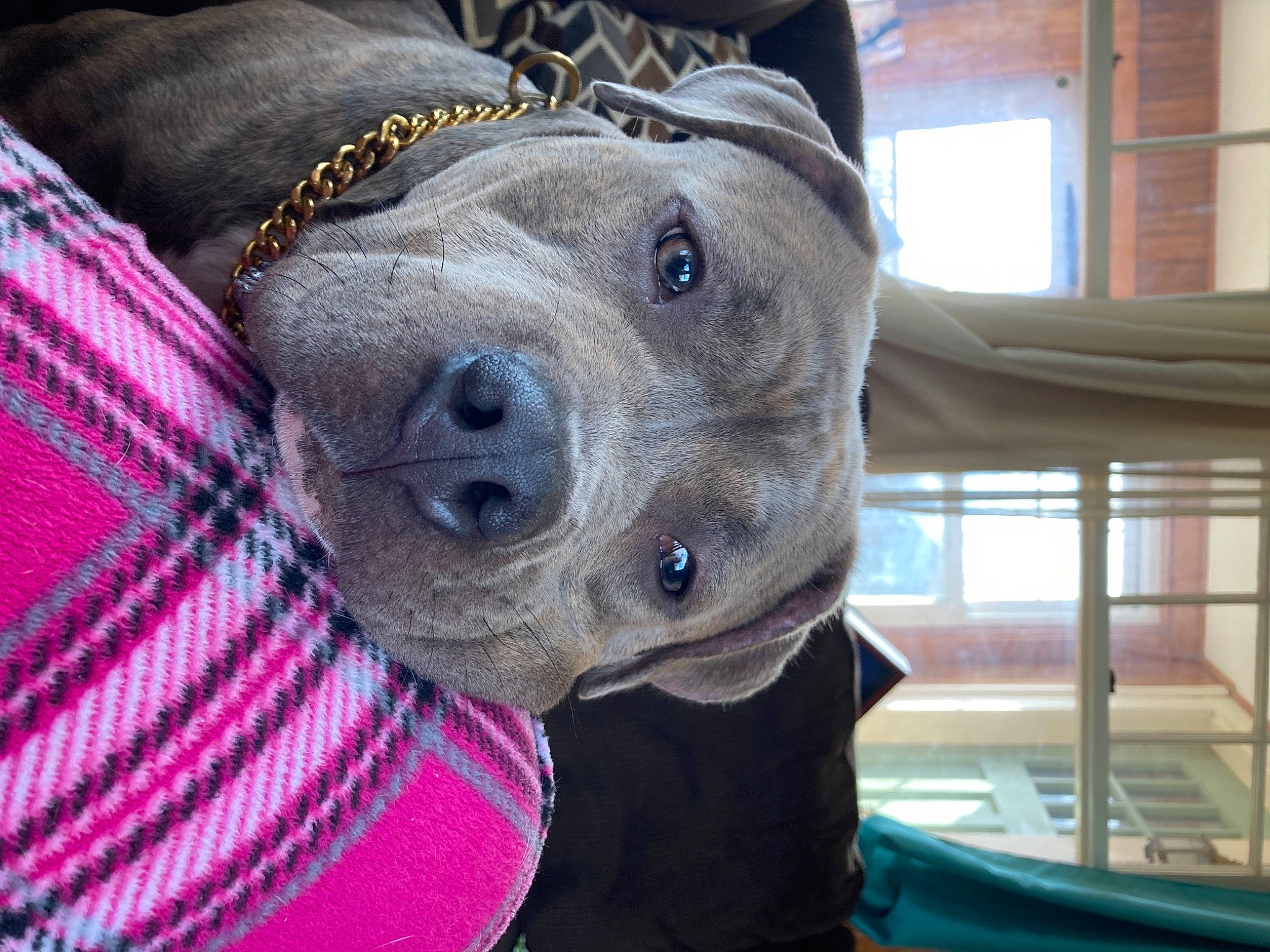 Reign is registered to the contest to win money with this photo: canidae, carnivore, collar, companion_dog, dog, dog_breed, dog_collar, fawn, fur, guard_dog, hat, pattern, plaid, selfie, smile, snout, sporting_group, whiskers, window, working_animal