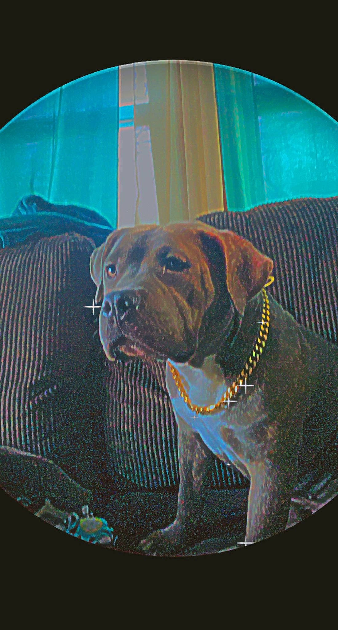 Reign is registered to the contest to win money with this photo: carnivore, circle, collar, companion_dog, dog, dog_breed, dog_collar, dog_supply, fawn, liver, mammal, pet_supply, snout, sporting_group, tints_and_shades, vehicle_door, vertebrate, water, whiskers, working_animal