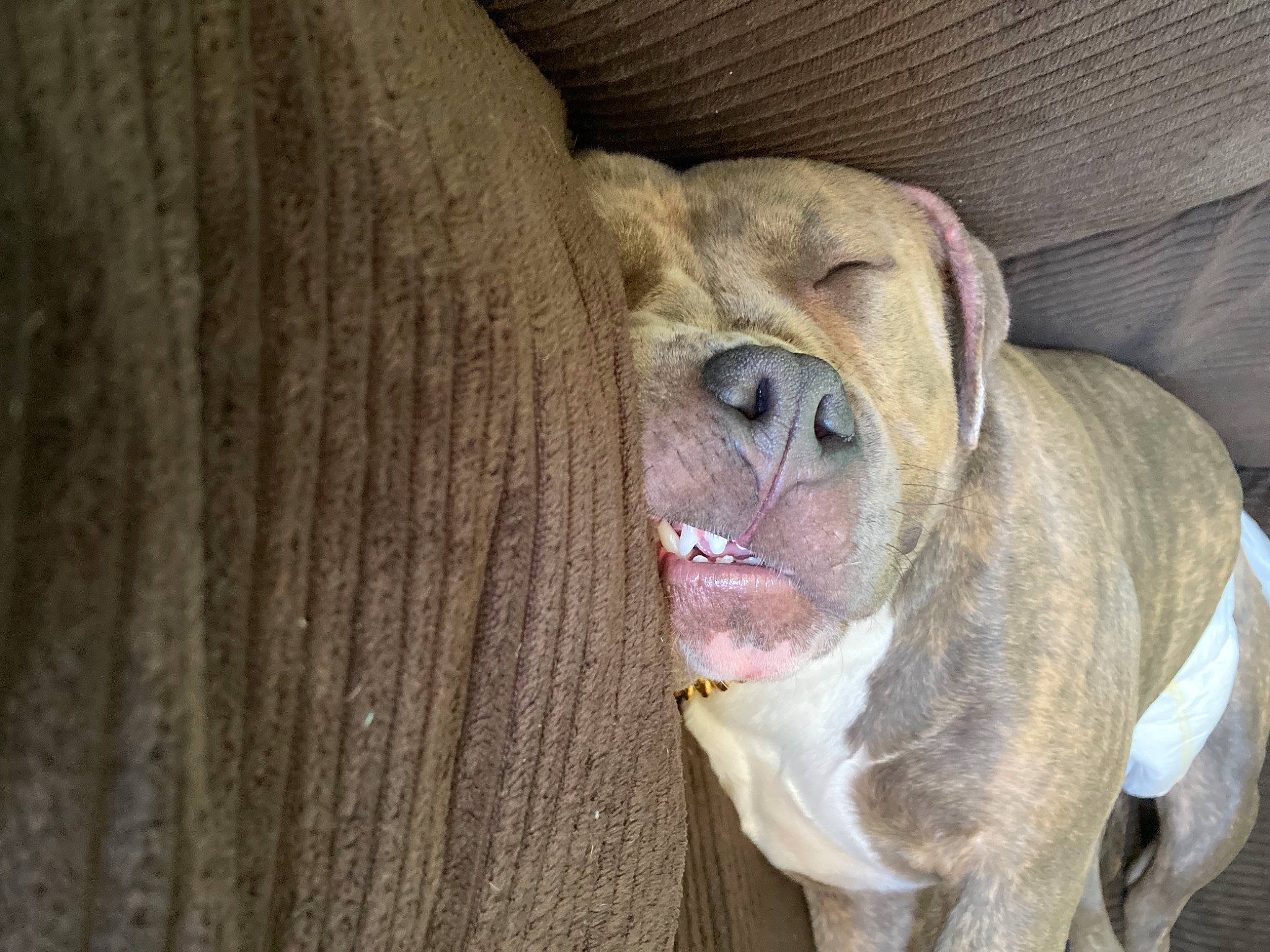 Reign is registered to the contest to win money with this photo: basset_hound, biting, carnivore, close_up, collar, companion_dog, dog, dog_breed, ear, fawn, fur, liver, pet_supply, snout, sporting_group, terrestrial_animal, whiskers, wood, working_animal, wrinkle