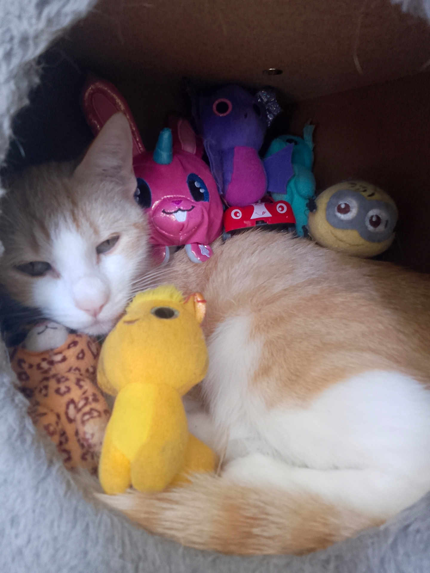 Shelby a rejoint le concours — aidez-le/la à gagner de superbes lots ! cat, plush_toys, unicorn, bat, yellow_chick, stuffed_animals, cozy, sleepy, orange_and_white_cat, enclosure, soft, cute, indoor, pet, animal, resting, colorful, cuddly, toy_collection, close_up