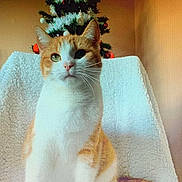 Shelby a rejoint le concours — aidez-le/la à gagner de superbes lots ! animal, blanket, cat, christmas_tree, cozy, domestic, ears, fleece, furniture, indoor, laptop_bezel, orange_tabby, ornament, pet_portrait, portrait, sitting, soft_lighting, tail, whiskers, white_fur