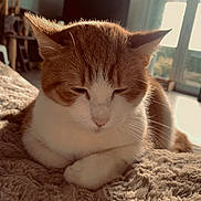 Shelby a rejoint le concours — aidez-le/la à gagner de superbes lots ! animal, blanket, cat, cat_tree, cozy, cute, domestic_cat, fluffy, fur, home, indoor, living_room, orange_cat, pet, relaxed, resting, sleeping, sunlight, white_cat, window