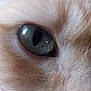 Shelby a rejoint le concours — aidez-le/la à gagner de superbes lots ! cat, close_up, eye, green_eye, fur, whiskers, animal, pet, macro, detail, nature, mammal, face, focus, texture, cute, domestic_cat, portrait, whisker, feline