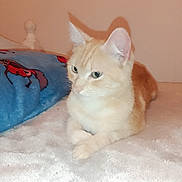 Sybelle a rejoint le concours — aidez-le/la à gagner de superbes lots ! bed, blanket, cat, close_up, cozy, domestic_cat, ears, fur, green_eyes, headboard, indoor, loaf_position, orange_cat, paws, pet, pillow, portrait, shadow, soft_texture, whiskers