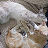 bedding, blanket, cat, cats, close_up, cream_cat, cuddling, fluffy, grey_white_cat, grooming, indoor, licking, paw, pet, playful, relaxed, tabby, toe_beans, two_cats, whiskers
