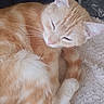 bedding, blanket, cat, closeup, cozy, ear, feline, fur, ginger_cat, indoor, nap, nose, orange_tabby, paw, pet, portrait, relaxing, sleeping, tail, whiskers