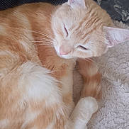 Sybelle a rejoint le concours — aidez-le/la à gagner de superbes lots ! cat, ginger_cat, white_fur, sleepy, curled_up, fluffy, whiskers, tail, paw, soft_texture, blanket, indoor, pet, animal, cozy, relaxed, close_up, feline, cute, resting