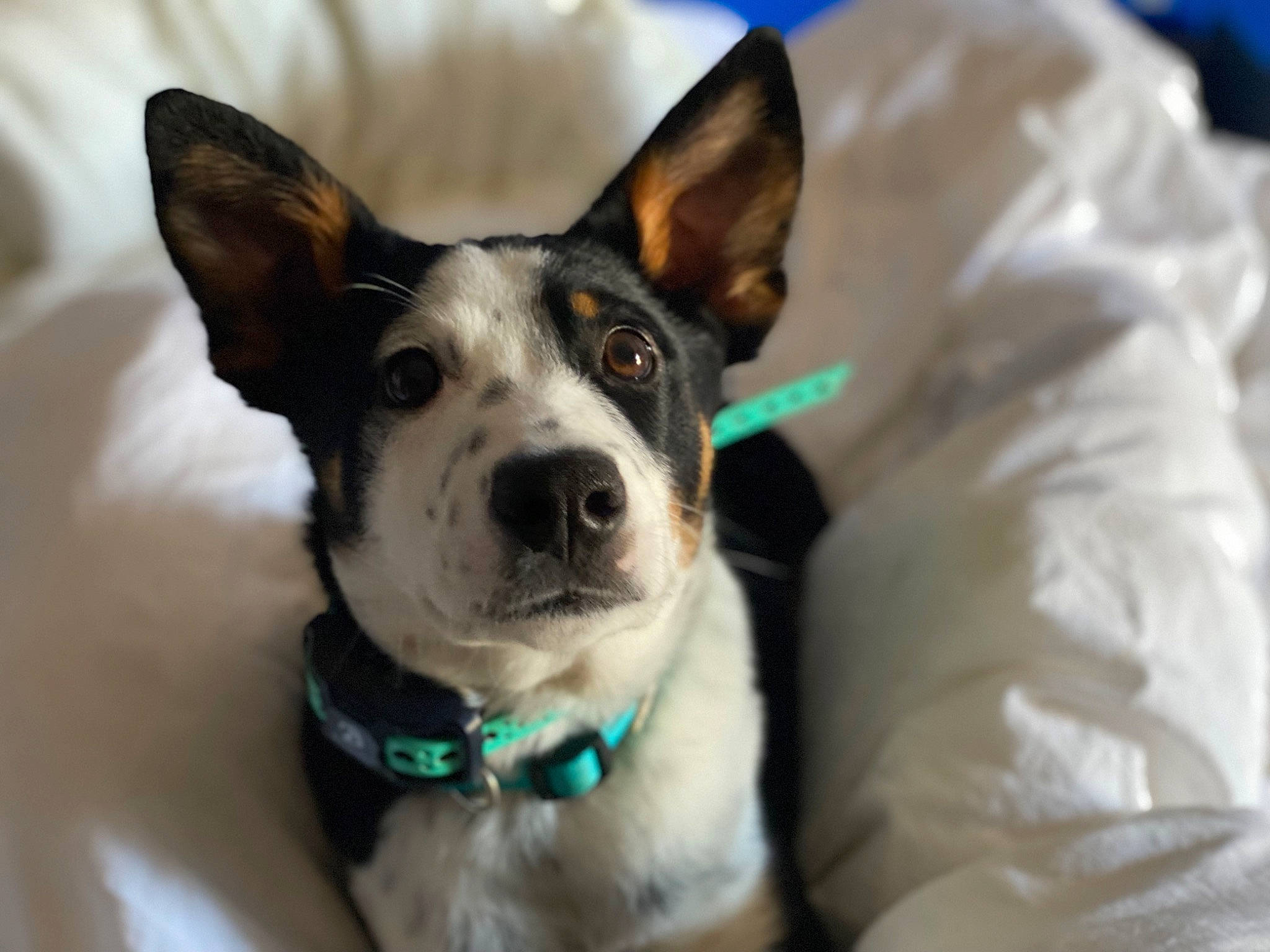 Nash is registered to the contest to win money with this photo: canidae, carnivore, collar, companion_dog, dog, dog_breed, dog_collar, dog_supply, eye, fashion_accessory, fawn, fur, leash, non_sporting_group, party_hat, snout, sporting_group, whiskers, working_animal, working_dog