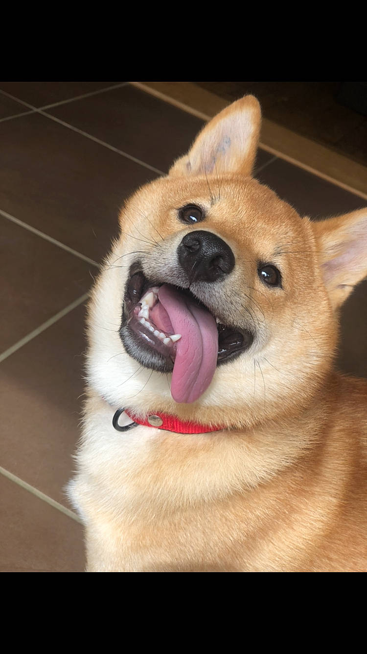 Peaky participe au concours pour gagner de l'argent avec cette photo : akita_inu, ancient_dog_breeds, canidae, carnivore, companion_dog, dog, dog_breed, fawn, korean_jindo_dog, mammal, mouth, non_sporting_group, norwegian_buhund, nose, pembroke_welsh_corgi, shiba_inu, snout, spitz, vertebrate, welsh_corgi