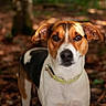 dog, animal, pet, tricolor, forest, outdoor, nature, canine, ears, collar, fur, portrait, mammal, brown, white, black, leaf_litter, daylight, looking, alert