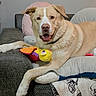 dog, pet, toy, couch, indoor, relaxing, happy, animal, mammal, furry, canine, playing, comfort, blanket, pillow, home, friendly, smiling, fur, domestic