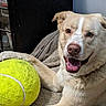 dog, tennis_ball, pet, animal, happy, playful, blanket, indoor, light_fur, canine, tongue_out, cute, resting, closeup, mammal, fur, paw, smiling, companion, friendly