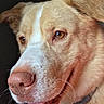 Jaxson joined the competition — help win amazing prizes! dog, close_up, portrait, smiling, pet, canine, fur, nose, eyes, whiskers, collar, animal, friendly, mammal, head, face, expression, domestic, cute, companion
