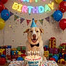Jaxson is registered to the contest to win money with this photo: dog, birthday_cake, party_hat, bow_tie, balloons, confetti, presents, table, candles, celebration, indoor, colorful, neon_sign, happy, smiling, festive, decorations, cake, dog_face, party