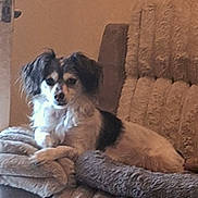 Luna joined the competition — help win amazing prizes! animal, black, brown, comfort, couch, cozy, dog, fluffy, fur, furniture, home, indoor, living_room, looking, pet, relaxed, resting, seated, small_dog, white