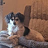 animal, black, brown, comfort, couch, cozy, dog, fluffy, fur, furniture, home, indoor, living_room, looking, pet, relaxed, resting, seated, small_dog, white