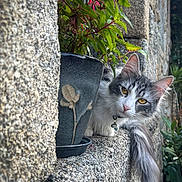 Tyrion a rejoint le concours — aidez-le/la à gagner de superbes lots ! cat, flower_pot, plant, green_leaves, pink_flowers, stone_wall, stone_ledge, tail, curious, fluffy, outdoor, pet, animal, close_up, nature, golden_eyes, collar, bell, texture, daylight