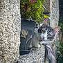 cat, flower_pot, plant, green_leaves, pink_flowers, stone_wall, stone_ledge, tail, curious, fluffy, outdoor, pet, animal, close_up, nature, golden_eyes, collar, bell, texture, daylight