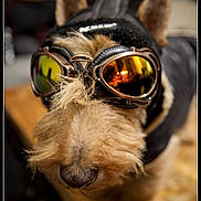Hamilton a rejoint le concours — aidez-le/la à gagner de superbes lots ! dog, goggles, headgear, close_up, reflection, indoor, pet, animal, fur, ears, snout, brown, black, wood, table, accessory, portrait, cute, costume, fashion