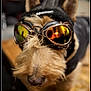 dog, goggles, headgear, close_up, reflection, indoor, pet, animal, fur, ears, snout, brown, black, wood, table, accessory, portrait, cute, costume, fashion