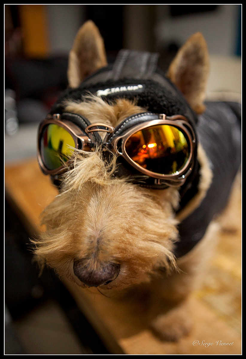 Hamilton a rejoint le concours — aidez-le/la à gagner de superbes lots ! dog, goggles, headgear, close_up, reflection, indoor, pet, animal, fur, ears, snout, brown, black, wood, table, accessory, portrait, cute, costume, fashion