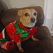 Lola joined the competition — help win amazing prizes! dog, pet, holiday_outfit, christmas_costume, brown_couch, indoor, small_dog, festive, red, green, sequins, collar, animal, furniture, living_room, cute, attentive, sitting, canine, domestic_animal