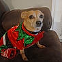 dog, pet, holiday_outfit, christmas_costume, brown_couch, indoor, small_dog, festive, red, green, sequins, collar, animal, furniture, living_room, cute, attentive, sitting, canine, domestic_animal