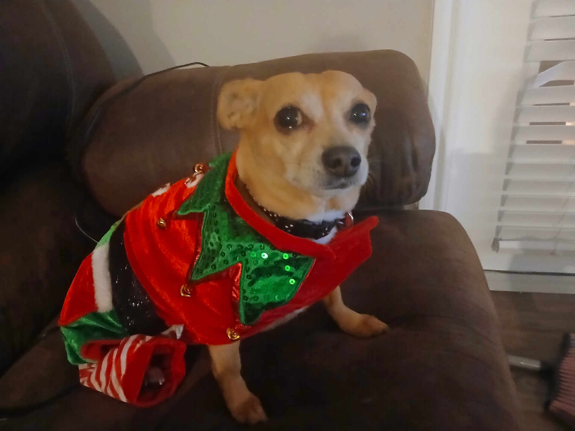 Lola joined the competition — help win amazing prizes! dog, pet, holiday_outfit, christmas_costume, brown_couch, indoor, small_dog, festive, red, green, sequins, collar, animal, furniture, living_room, cute, attentive, sitting, canine, domestic_animal