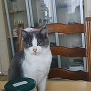 Gyzmo a rejoint le concours — aidez-le/la à gagner de superbes lots ! animal, cat, curious, cute, domestic, feline, furniture, glass_cabinet, gray_and_white, home, household, indoor, jar, kitten, pet, portrait, sitting, table, wooden_chair, young_cat