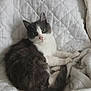 Gyzmo participe au concours pour gagner de l'argent avec cette photo : animal, cat, cozy, cute, domestic_animal, ears, feline, fluffy, fur, gray_and_white, indoor, looking_at_camera, paws, pet, quilted_blanket, resting, soft, tail, whiskers, white_blanket