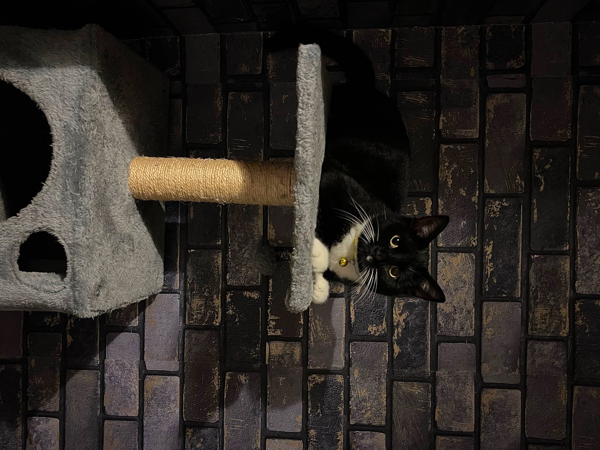 Soxs joined the competition — help win amazing prizes! bat, brick, brickwork, carnivore, darkness, drainage, felidae, font, fur, grey, metal, shadow, small_to_medium_sized_cats, snout, still_life_photography, tail, terrestrial_animal, visual_arts, whiskers, wood