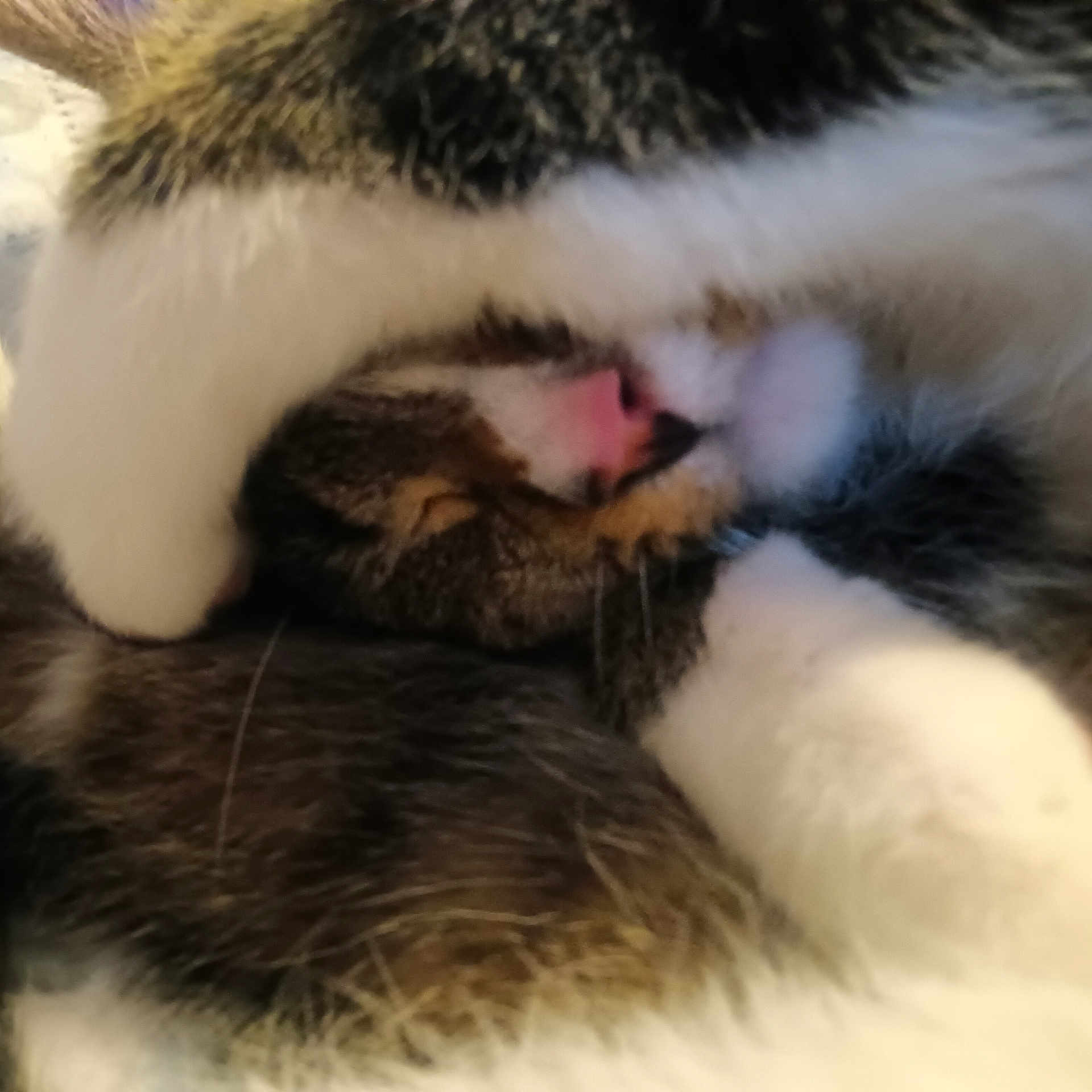 Loki is registered to the contest to win money with this photo: cat, close_up, fur, paw, nose, sleeping, cozy, cute, domestic_animal, whiskers, pet, tabby, white_fur, resting, animal, mammal, soft, cuddle, relaxation, indoor