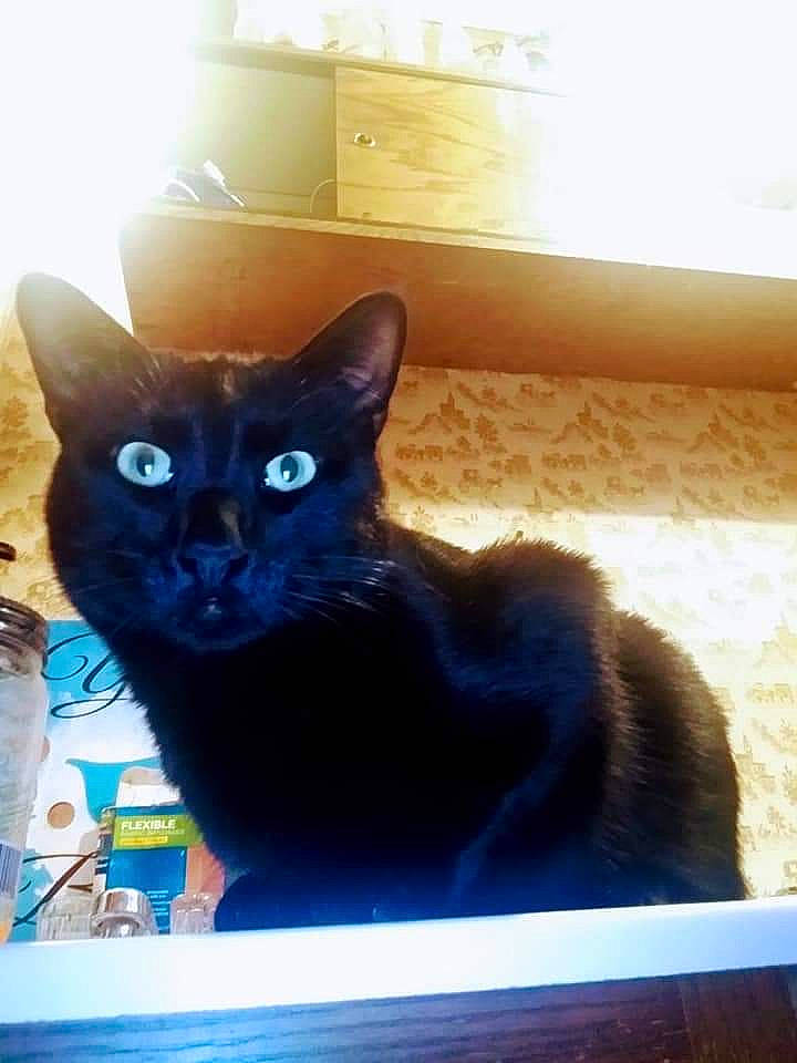 Binx joined the competition — help win amazing prizes! black_cat, bombay, box, carnivore, cat, cat_supply, comfort, domestic_short_haired_cat, drinking_water, electric_blue, felidae, fur, pet_supply, rectangle, small_to_medium_sized_cats, snout, tail, terrestrial_animal, whiskers, window