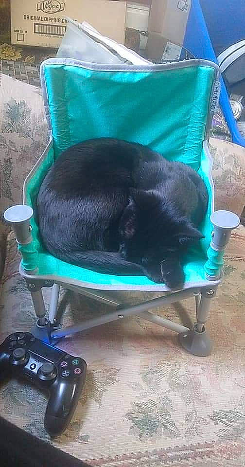 Binx is registered to the contest to win money with this photo: auto_part, bag, blue, canidae, carnivore, cat, cat_supply, chair, comfort, dog_breed, electric_blue, felidae, game_controller, pet_supply, small_to_medium_sized_cats, sporting_group, telephone