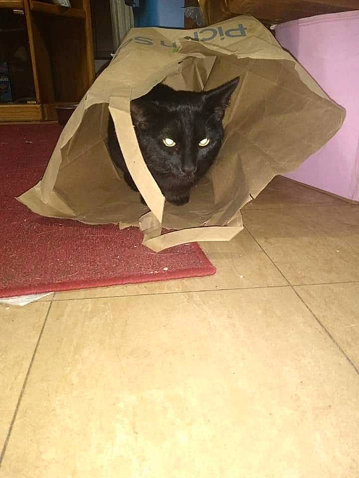 Binx is registered to the contest to win money with this photo: carmine, carnivore, cat, creative_arts, fashion_accessory, felidae, floor, flooring, fur, hardwood, packaging_and_labeling, paper, paper_product, small_to_medium_sized_cats, snout, tail, tile_flooring, tints_and_shades, whiskers, wood