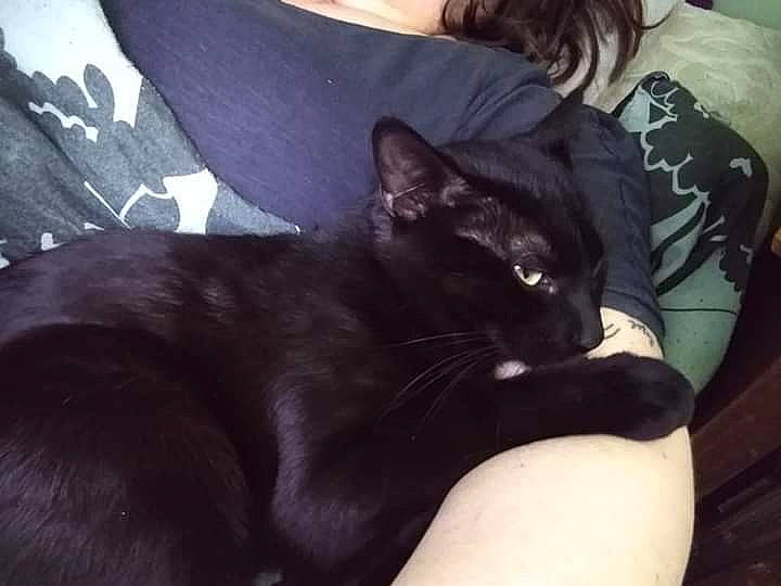 Binx joined the competition — help win amazing prizes! black_cat, carnivore, cat, claw, comfort, domestic_short_haired_cat, felidae, fur, gesture, human_leg, lap, nap, sitting, sleeve, small_to_medium_sized_cats, t_shirt, tail, thigh, tree, whiskers