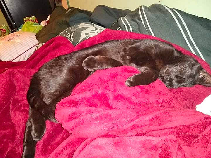 Binx joined the competition — help win amazing prizes! brown, canidae, carnivore, comfort, companion_dog, dog, dog_breed, fawn, felidae, fur, grey, linens, liver, magenta, nap, small_to_medium_sized_cats, sporting_group, tail, tints_and_shades, working_animal