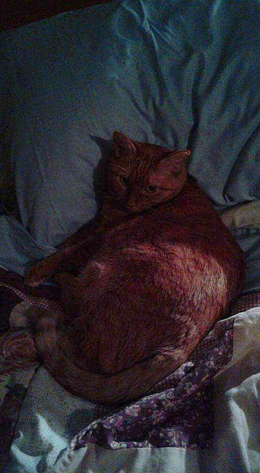 Caramel is registered to the contest to win money with this photo: black_cat, carnivore, cat, claw, comfort, domestic_short_haired_cat, fawn, felidae, fur, human_leg, lap, linens, nap, paw, sitting, small_to_medium_sized_cats, snout, tail, terrestrial_animal, whiskers