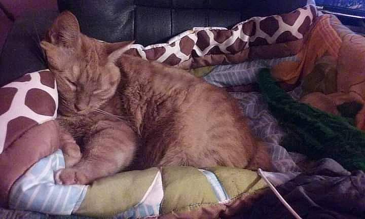 Caramel is registered to the contest to win money with this photo: bedding, bedtime, carnivore, cat, cat_bed, cat_supply, comfort, companion_dog, couch, domestic_short_haired_cat, fawn, felidae, fur, linens, nap, paw, sleep, small_to_medium_sized_cats, tail, whiskers