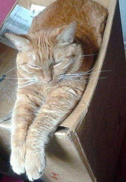 Caramel is registered to the contest to win money with this photo: box, carnivore, cat, cat_supply, claw, comfort, domestic_short_haired_cat, fawn, felidae, flooring, fur, hardwood, human_leg, nap, paw, small_to_medium_sized_cats, snout, tail, whiskers, wood