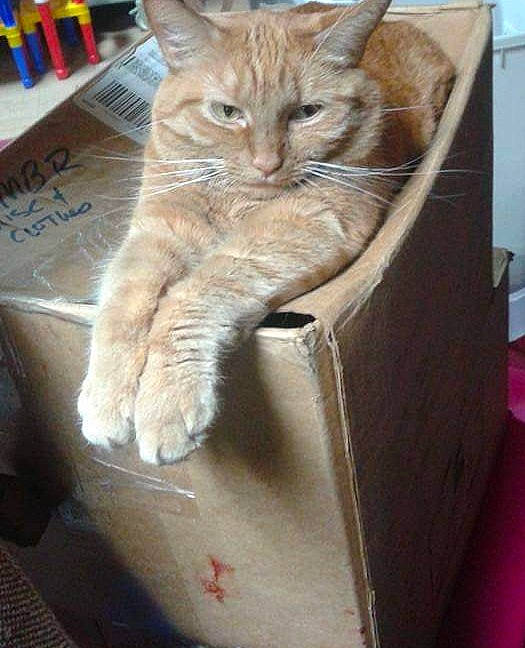 Caramel is registered to the contest to win money with this photo: box, cardboard, carnivore, cat, cat_furniture, cat_supply, claw, domestic_short_haired_cat, fawn, felidae, fur, paw, pet_supply, shipping_box, sitting, small_to_medium_sized_cats, snout, tail, whiskers, wood